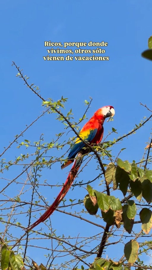🇨🇷 amable recordatorio: si está en sus posibilidades salir de su casa, aunque sea al patio, abrir los ojos y ver lo afortunados que somos de vivir en la jungla, con monos, ardillas, pájaros y el 5% (5 o 6?) de la biodiversidad mundial, vaya, respire el aire fresco, vea que lindo es estar rodeado de árboles y no de edificios, vaya abrace a ese ser querido que todavía está cerca, agradezcamos juntos por tanta belleza ❤️‍🔥

Amen y amén 💙

God bless youuuu ✨

#puravida #costarica #viajar #naturaleza #visitcostarica