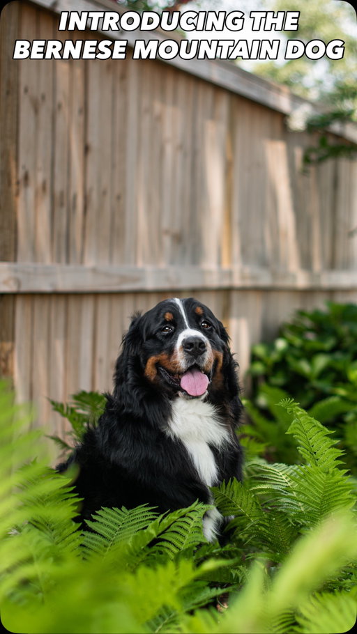 Just a big dog with an even bigger personality and absolutely no concept of personal space whatsoever 🖤🤍🤎

Share this with someone that needs a berner in their life… or multiple berners😉