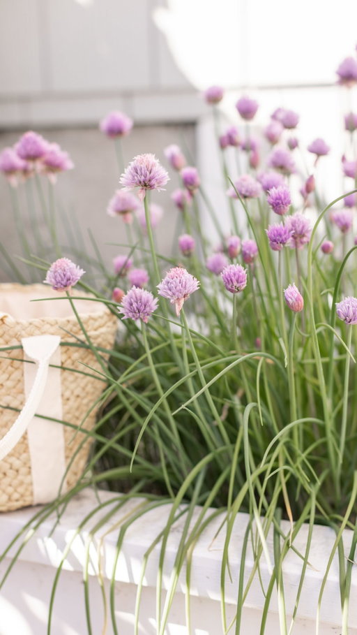 This is my love letter to Chive Blossoms: the unsung hero of the garden. 🌸

This week I’m taking you along on my journey of turning my kitchen into the French countryside (a girl can dream, right), and showing you how to easily DIY chive blossom sea salt, chive blossom butter, and the prettiest purple chive blossom vinegar you’ve ever seen.

Whether you also want to be in Provence, or just want to win guest of the year… (because PS, these make the most amazing hostess gifts) you are in the right place, mes chéries.

#chives #chiveblossoms #hostessgift #diy #homemade