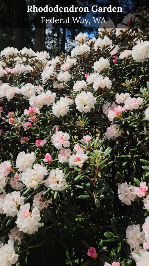 The Rhododendron Species Botanical Garden @rhodygarden is home to the largest collection of rhododendron *species* in the world and the blooms were blooming! Just 30 minutes from Seattle and somehow it still feels like a secret/hidden gem.

*I forgot to add the word "species" in the video!* sorry about that! 

22 acres of pure pacific northwest woodland with douglas fir, western red cedar, hemlock, and more rhododendrons than you can count with 850+ species (including azaleas which i had no idea where the same species as rhododendron).

Rhere's also himalayan blue poppies (we happened to visit on Blue Poppy Day!), Japanese maples, magnolias, a tropical conservatory, and the world's largest public stumpery (yes, that's a real thing and yes it's as magical as it sounds).

It cost us $12 per adult, and Kiri was free!
 🌸🌿
📍 2525 South 336th St, Federal Way, WA 98003

Also, if you didn't know, the rhododendron is the Washington state flower!

#kfctravels #federalway #rhododendron  #botanicalgarden #seattlespring
