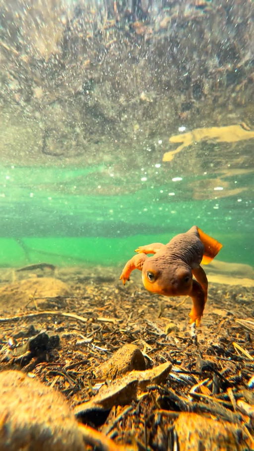 The newts of Lost Lake, Oregon 🏔️🦎 

Spent the afternoon with the Rough-skinned newt, a native species here in the Pacific Northwest! Although they are adorable and very curious…these amphibians are highly poisonous and contain a strong neurotoxin called Tetrodotoxin (the same toxin as a pufferfish 🐡). If you’re viewing them, make sure not to pick these lil guys up. 

Shot with my iPhone 🤘🏼

#pnw #wildlife