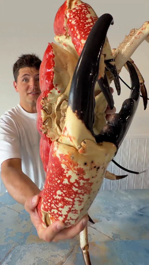 Giant Tasmanian Crab