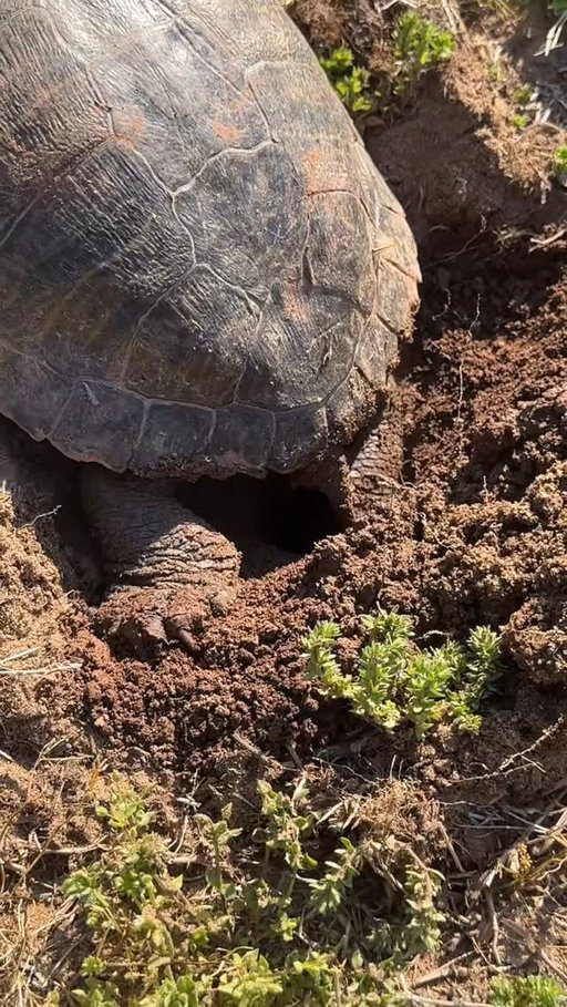 Yall, I have talked to the boys about giving birth so for context that is why he prayed for her lady parts!

Nasir took his “Vet” career very serious today with a sprinkle of Jesus in there! We honestly had no clue what was going on but we all love animals so much! We plan on make a little fence around it to protect her eggs! 

Momma turtle ate and left 😂Now I’m a single mom of maybe 8 including my kids🫠

#turtle #singlemom #boymom vet