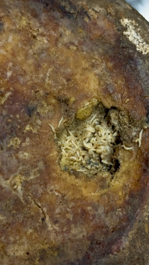 This cheese is banned across Europe, but in Sardinia it's a local delicacy. Rooted in the island’s pastoral traditions, casu marzu is a soft, spreadable cheese with a sharp flavor and smell. The unusual creation process—during which maggots eat and excrete the cheese—may surprise visitors and curious foodies on social media, but artisanal cheesemakers continue to champion it as part of everyday rural life.

Learn about the history of this legendary Sardinian cheese at the link in bio. 

Video by @gianlucalanciai