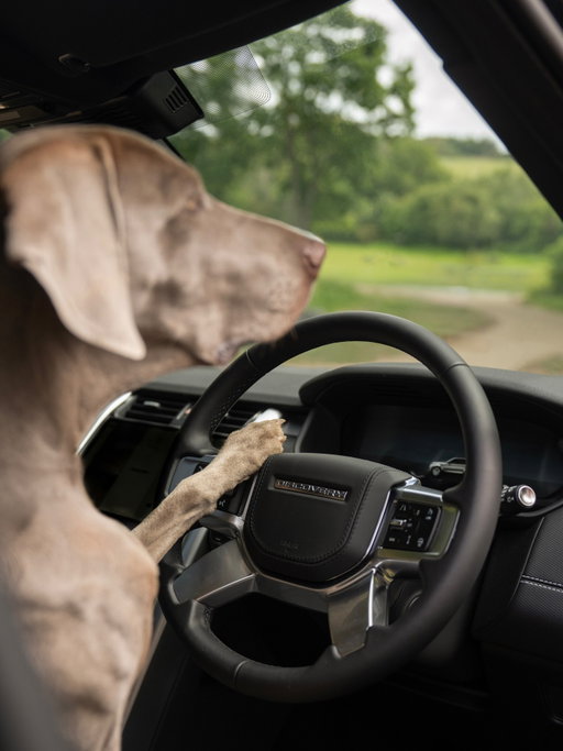 A Goodwoof day.

#Discovery

—

Model shown is Discovery with optional features and accessories. Availability/specification vary by market, check with your local retailer. Animal welfare maintained at all times. Vehicle stationary.