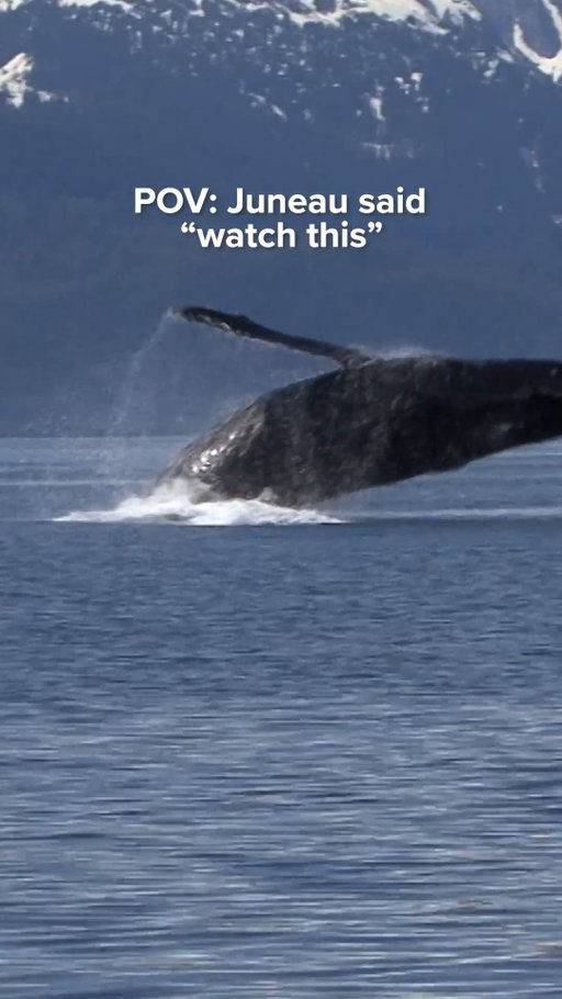 No one tells you how unforgettable whale watching in Juneau really is. 🐋🏔️

One moment it’s quiet waters, the next it’s humpbacks surfacing beside you with Alaska all around.