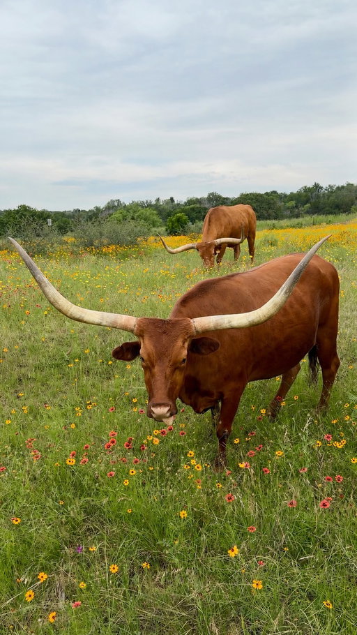Texas' best kept secret😍