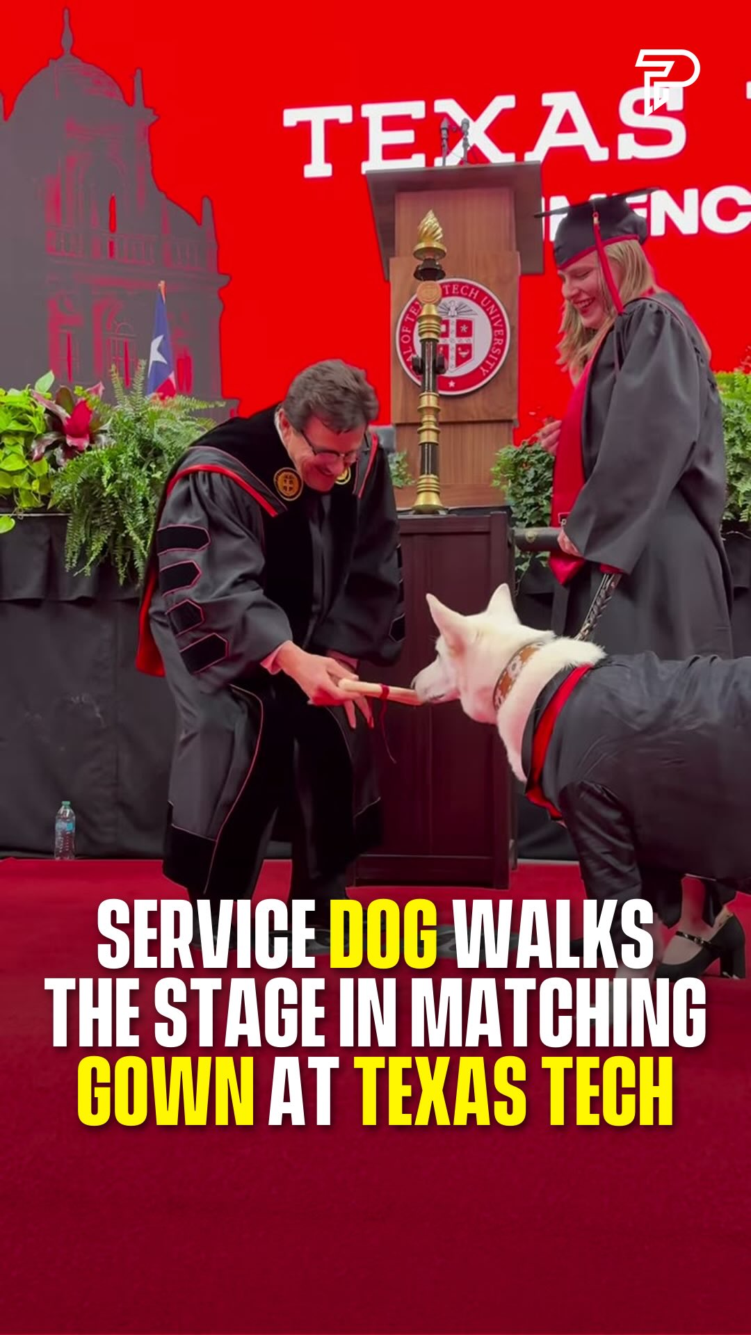 🎓

Makaela walked the stage at Texas Tech University with her service dog beside her, both in matching cap and gown after four years together. She was a member of Tech Students with Service Dogs, a campus organization that paired students with their service partners. The group is no longer active because so many of its members successfully graduated. The dean greeted them both.

(Via @texastech)

#wholesome #pubity