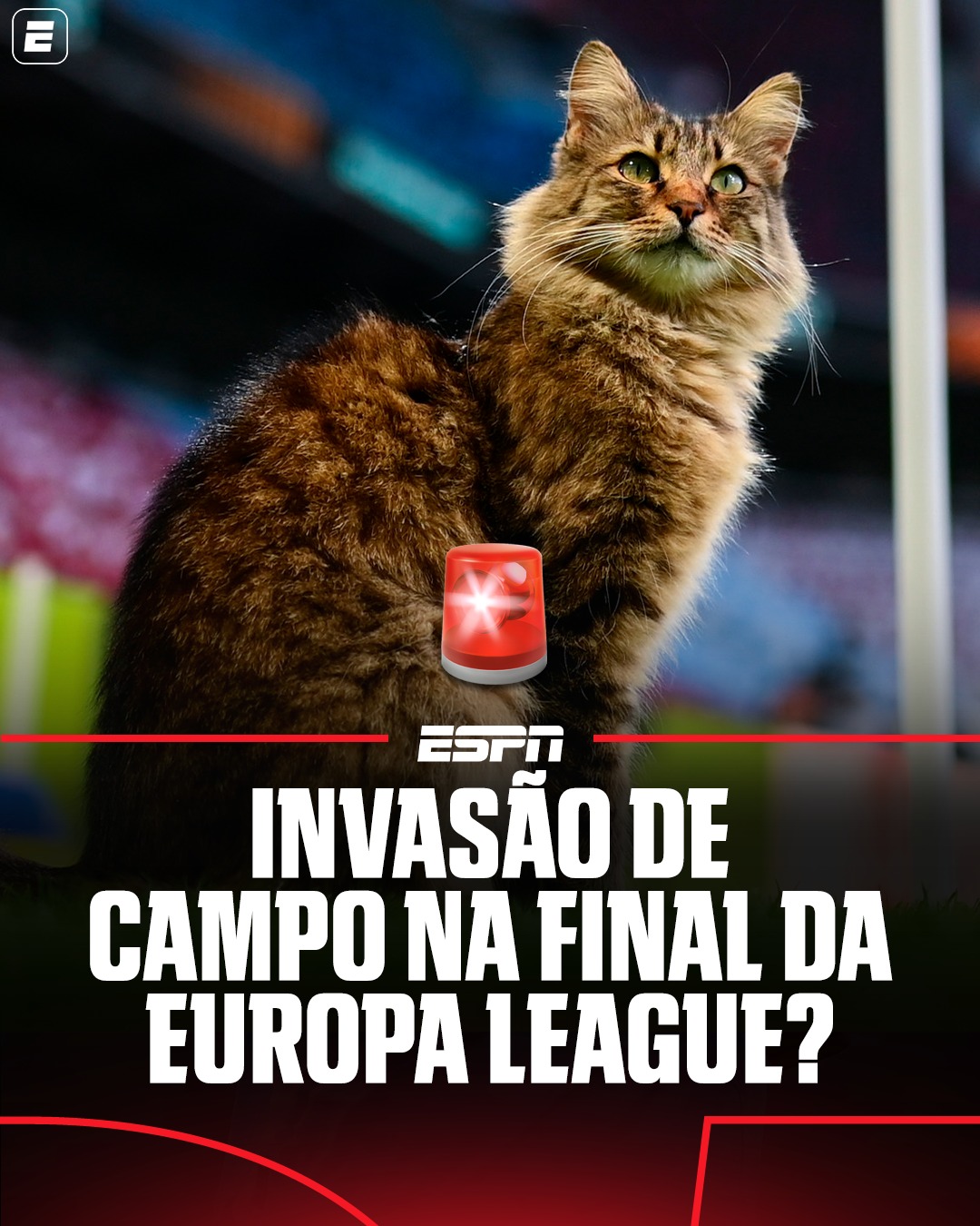 PODE ISSO, FÃ DE ESPORTE? ALERTA DE FOFURA MÁXIMA 🚨🐱 Um gatinho invadiu o gramado antes da grande final da Europa League entre Freiburg e Aston Villa! O felino aproveitou pra ganhar alguns carinhos antes da bola rolar no estádio do Besiktas, na Turquia 🥰

#FutebolNaESPN #EuropaLeague