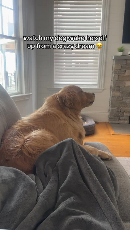 she’s like… did i do that??? 😂💀

#goldenretriever #golden #dogs #funny #goldensofinstagram