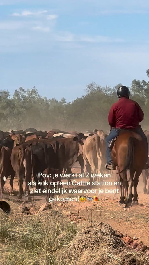 Na een paar lange dagen binnen staan en vel komen, mocht ik eindelijk een keer het land op, en eten langsbrengen, en kijken hoe de koeien naar een ander land worden gebracht. Echt een vette ervaring! 🐄🤠 #workingholiday #stationlife #outbackaustralia #cattlestationcook #travellife
