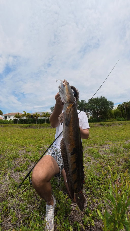 I caught a GIANT FISH out of a TINY CANAL‼️ @mysterytacklebox 

•
•

Use code RINATLEGGETTMTB at checkout! Link in Bio‼️

•
•

#fishing #snakeheadfishing #florida #floridafishing #mysterytacklebox