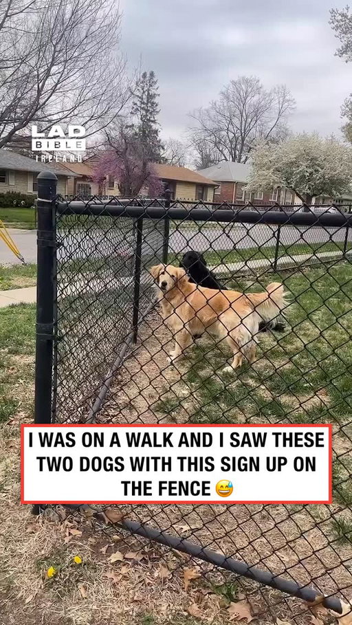 My issue is I would stay here all day 😂⁠
⁠
🎥 contentbible⁠
⁠
#Ireland #irish #trending #irishhumour #dogs