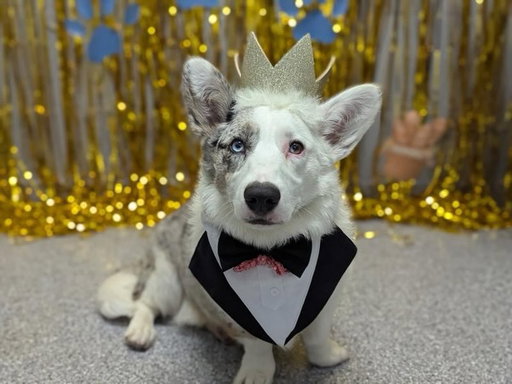 Ziggy looking so dapper for Puppy Prom at @k9resorts_hilliard 

Lady Sansa is the Prettiest Gur in America 💗

#dogsofinstagram