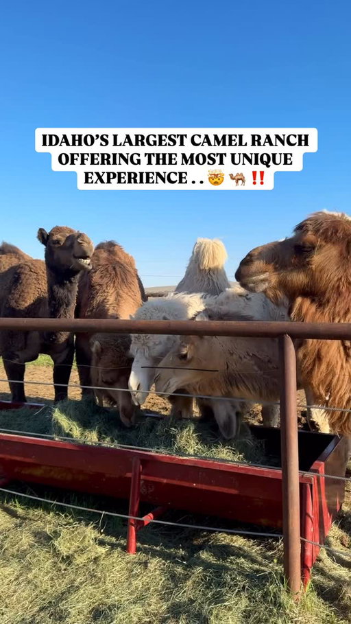 🐫🤯 WAIT‼️ Idaho has a CAMEL RANCH ⁉️
.
🔖 Save for the next time you are wanting to experience the most unique animal in Idaho! 
.
➡️Send to a friend, family member, or your best camel loving pal who’d enjoy meeting these gentle giants! 
.
✨ Welcome to Thunderstorm Ranch - Idaho’s Largest camel ranch and one of the most unforgettable experiences in the Treasure Valley. 
.
🌾 Tucked away amongst the farmland, sits this charming Homestead, where you can meet, hug, photograph, and even feed peppermints to some of the sweetest, gentle giants around 🐪
.
🫶🏻 Each camel has their OWN personality and trust me… You’re going to fall in love with every single one of them.
.
👇🏻Meet the crew 
.
🐫 Samson 
🐫 Carl 
🐪 Leroy Jenkins 
🐪 Mungus 
🐪 Atlas 
🐪 Mr. Pickles 
🐪 Caliche 
.
🙌🏻 you’ll get the chance to learn all about Dromedaries ( one hump) and Bactrians (two humps), their fascinating desert, adaptations, remarkable history, and why these social animals love making new human friends.
.
😲 And the adventure doesn’t stop there. . . 
.
🐮Say hello to the gorgeous Scottish Highland Cows 
🫏 Meet the adorable mini donkeys 
📸 Snap some of the CUTEST photos imaginable 
.
💕 From family, outings and birthday parties to corporate teambuilding event, thunderstorm Ranch offers a truly one-of-a-kind Idaho experience! 
.
📌 100 North McDermott Road, Kuna, Idaho 83634 
.
🎉 A bucket-list Idaho adventure unlike anything else… Get your experience booked today! 
.
⁉️ Have you met a camel in real life before?!