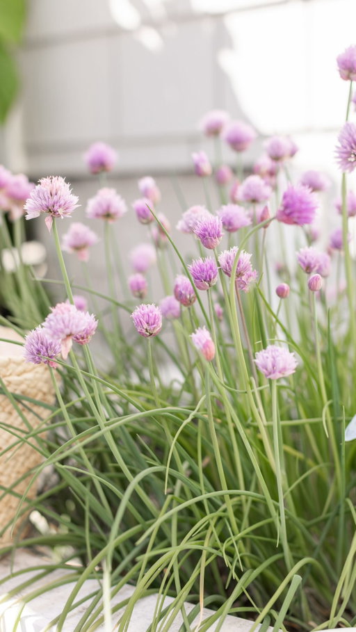 It’s come to my attention that we’ve all been severely underestimating chives. 😌💜 Comment CHIVES and I’ll DM you all 3 of my easy recipes.

We’re talking Chive Blossom Vinegar, dreamy Chive Blossom Butter, and my famous Chive Salt that I now sprinkle on absolutely everything like the French woman I was clearly meant to be.

Honestly? Chives might be the hardest-working plant in a Canadian garden. They come back every year, they’re basically impossible to kill, and they instantly make your kitchen feel like a little farmhouse in Provence.

If you’re new here, welcome mes amis 💜 This summer we’re embracing simple, beautiful, French-inspired living… one charming little recipe at a time.

#chive #chives #chiveblossoms #diy #homemade