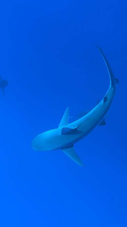 morning swim🦈