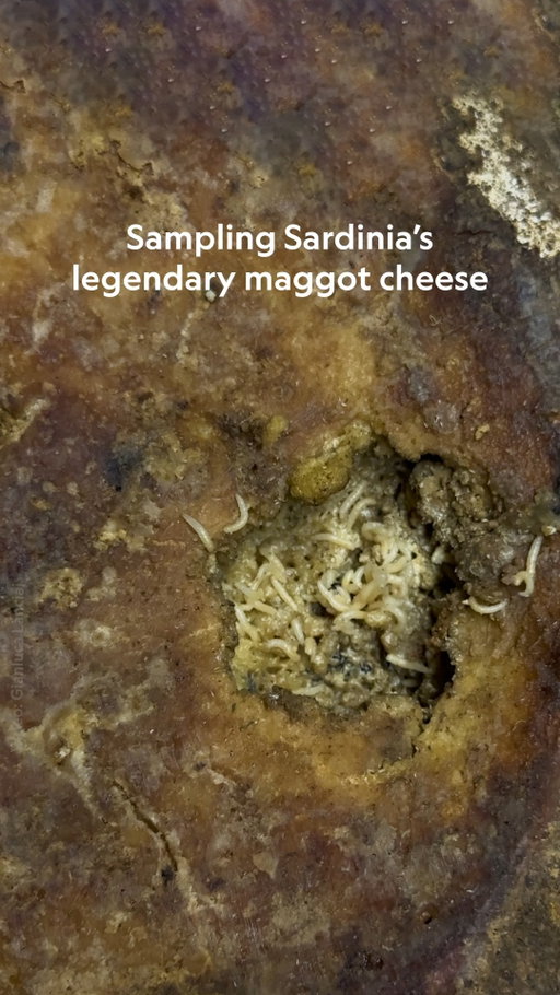 This cheese is banned across Europe, but in Sardinia, it's a local delicacy. Casu marzu is a soft, spreadable cheese with a sharp flavor and smell, and its unusual creation process—which involves maggots eating and excreting the cheese—is believed to go back centuries. Despite being outlawed in the 1960s, the cheese is still in production today and available to those who know where to look.

Learn about this legendary Sardinian cheese at the link in bio. 

Video by @gianlucalanciai