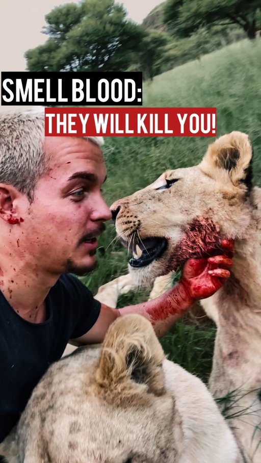 ⚠️READ⚠️What People don’t understand is that they are NOT❌ TAMED‼️ They say but what if their instincts all of a sudden pop-in and they decide to Kill You!😱 FACT is: Their Instincts are always here and present.⚔️🛡️ They are 100% instinct driven at all times even when they cuddle with me or when eating. The REALITY is🙌🏼: I understand their behavior and instinct so well that i know when and where there’s a place for me or not. They want me arround them even when they are full of Blood🩸 eating a ripped open buffalo🐃. I AM PART OF THEIR FAMILY❤️ Not just a visitor, Not just a tourist or a care-taker. I am their brother, their father, their soulmate, their protector. 👊🏼🦁❤️
•
Tag someone in the comments below👇🏼 and tell them to read the Caption!🙌🏼🤓
•
#deanschneider #hakunamipaka #wildanimals