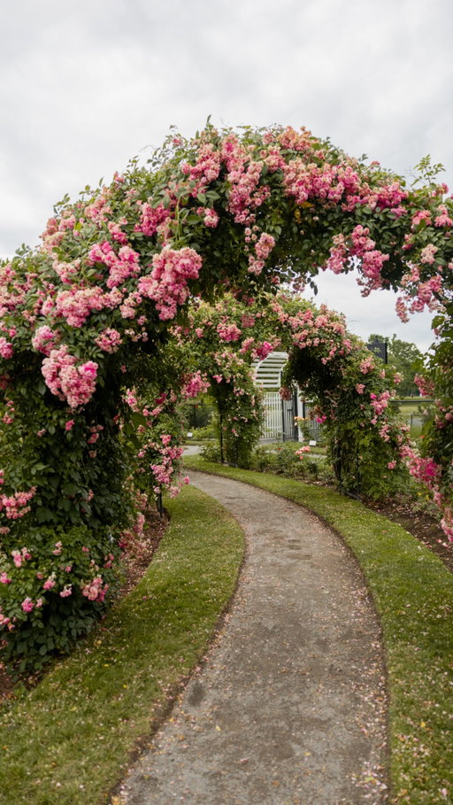 Places in Boston to check out - Details Below ⬇️ #cornersofboston 

Bbs … Boston has so many cozy corners that give main character energy and this spot is a must visit in late June and early July for their rose archway blooms. 

📍James P. Kelleher Rose Garden
73 Park Dr, Boston, MA 02215

What are your favorite corners that feel straight out of a movie? 

Cheers bbs