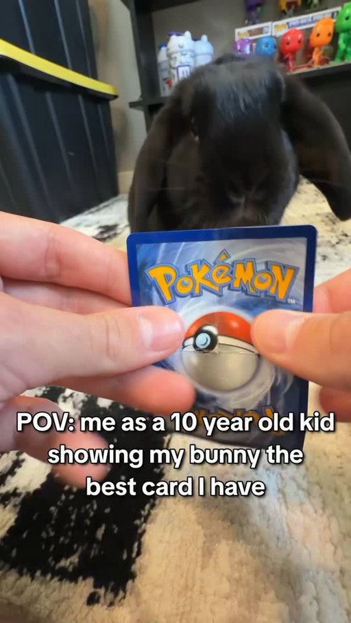 bunny did NOT care about my Pokemon card 🥲 

#pokemon #pokemontcg #meme