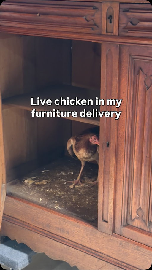 I’m at a loss for words right now… Anybody in Los Angeles need a chicken? 🐓