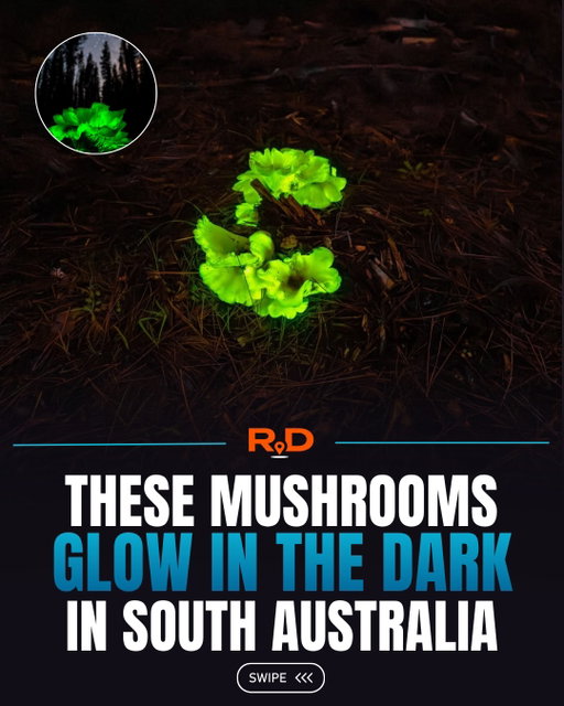 @godwardphotography (and daughter) captured these beautiful glow in the dark mushrooms in South Australia, and they look like something straight out of a fantasy movie.

Known as ghost mushrooms, these rare bioluminescent fungi can glow bright green after dark. During the day, they can look like ordinary pale mushrooms growing from dead wood, but at night their gills can give off an eerie neon glow that feels almost impossible to be natural.

The glow is easiest to see in complete darkness once your eyes adjust, which makes finding them feel more like discovering a hidden forest phenomenon than just spotting mushrooms on a trail.

As magical as they look, these are definitely for viewing only. Ghost mushrooms are poisonous and should never be eaten.

Would you go searching for these after dark?

Video: @godwardphotography
 📍 South Australia, Australia

#SouthAustralia #GhostMushrooms #Bioluminescence #GlowInTheDark #RemarkableDestinations
