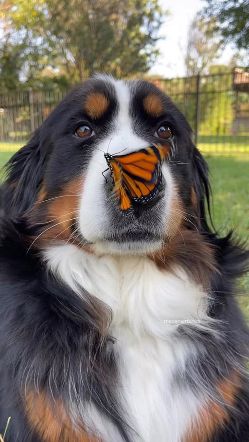 Just a pretty Banana with a pretty butterfly ✨