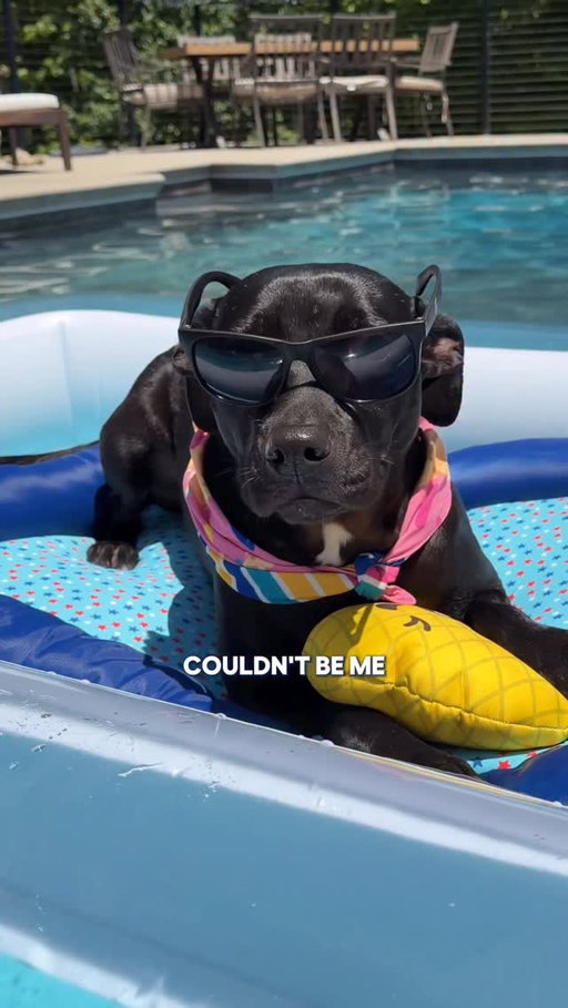 They’re called the dog days of summer for a reason 🐶 🐾 Keep your dog cool with these products from Heart & Herd. Tap our link in bio to shop now!