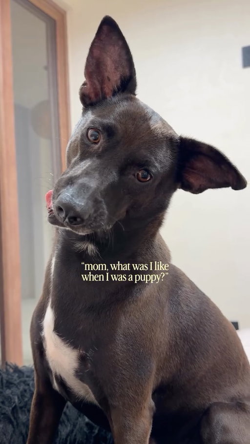 The sweetest little angel 🥹❤️

For those of you that don’t know Sandy - I rescued her off the beach in 2020 when I was living in Sri Lanka

I was supposed to foster her for a few months but I fell in love and couldn’t imagine my life without her 

She’s now traveled all over the world with me and we live in Mexico and she’s truly the biggest joy in my life 😭

Seeing her happy makes me the happiest and I feel like I never knew how much I could love someone until I found Sandy 🥹❤️

Who else is team rescue dogs?!🫶🏼