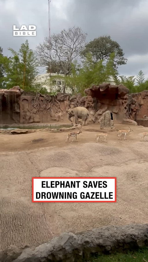 🐘⁠
⁠
Elephants are considered some of the most intelligent animals on Earth, with brains that are among the largest of any land animal.Research has shown that elephants can solve problems, use tools, recognise themselves in mirrors, and remember locations and individuals for many years. Their memory is particularly impressive, helping herds locate water sources and migration routes across vast distances. ⁠
⁠
Perhaps most remarkably, elephants show signs of empathy, grief, and self-awareness. They have been observed comforting distressed herd members, helping injured individuals, and displaying unusual interest in the bones of deceased elephants. These behaviours suggest a high level of emotional intelligence, making elephants one of the most socially and cognitively sophisticated species in the animal kingdom⁠
⁠
🎥: ViralHog⁠
⁠
#animalwelfare #animals #elephants #ladbible