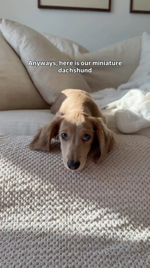 Relationships are all about compromise 🤷🏽‍♀️🐶🐾 we love you Westley boy!!! 

#reltable #puppyreels