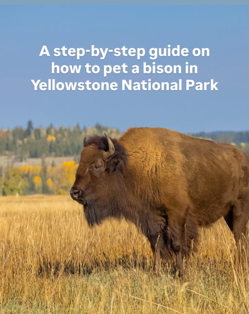🦬 👀🌋

IB: @the.worried.wanderer 👏🙌

Ya the answer is DONT!!! 👎🙅🏻‍♀️

#nationalpark #yellowstone #bison