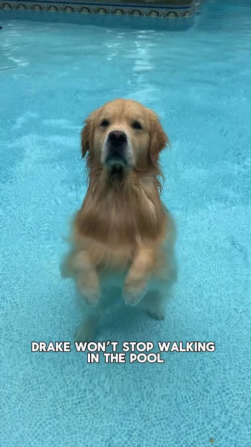 every year when the pool opens, I wonder if Drake will swim or walk his first lap…. For the 3rd year in a row he chose to walk his opening lap 😂