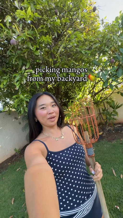 picking mangos from my backyard 🥭 #mangoseason #cuttingmango #livinginhawaii #hawaiilife #hawaiivlog @hollister