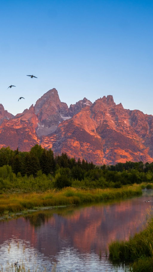 Not only is this the best sunrise spot in Wyoming, but it’s the best sunrise I have EVER seen. 🏔️🫎🌄

📍Schwabachers Landing

#jacksonholewyoming #jacksonwy #travelcontentcreator #travelcontent #sunrise☀️