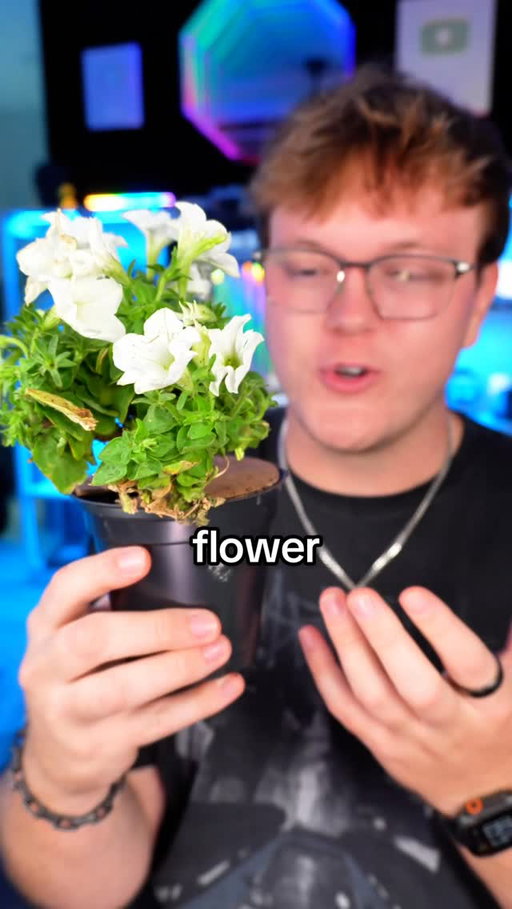 i bought a real glowing plant?! 🌿✨ trying to grow an entire bioluminescent garden. how bright do you think these will get? #tech #gadget #glowingplant #bioluminescence
