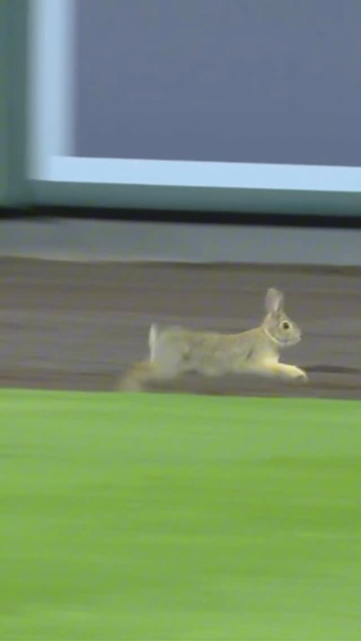 BUNNY ON THE FIELD 🐰