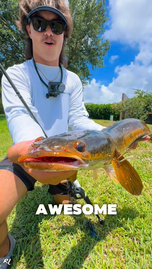 Little guy on the slobberknocker from my @mysterytacklebox ‼️

•
•

@mysterytacklebox Use code “RINATLEGGETTMTB” at checkout to get $10 off your first subscription order! (link in bio)

@battle.braid Use code “RL10” at checkout to save 10% (link in bio)

@invasivelures Use code “RINAT10” at checkout to save 10% (link in bio)

•
•

#fishing #snakehead #florida #snakeheadfishing #fish