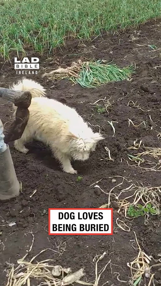 He thinks it’s a blanket 🥹😂⁠
⁠
🎥 contentbible⁠
⁠
#Ireland #irish #trending #irishhumour #dog