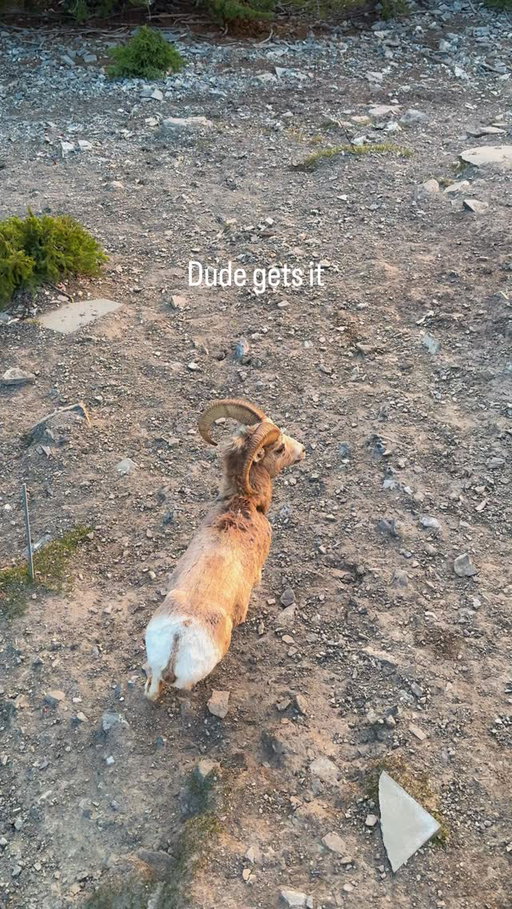 This goat gets it

#nature #banff #sunset #mountains #canada