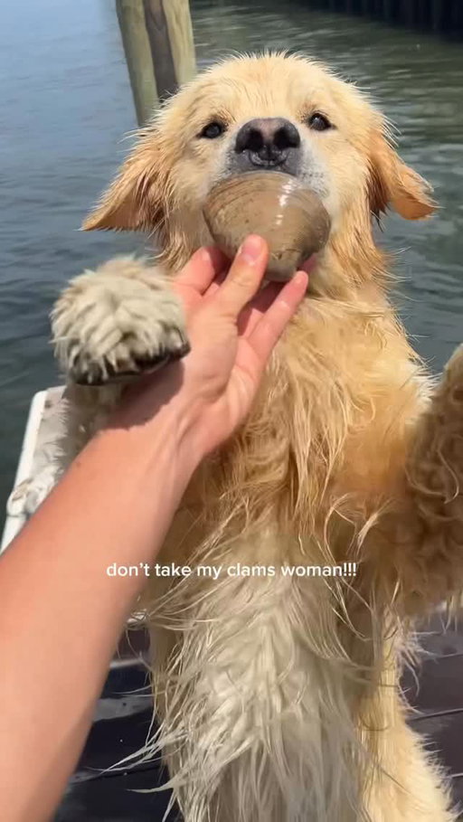 today I thought I’d get in on the action & see what it’s like to be Drake for the afternoon! And boy let me tell you, clamming is a lot harder than he makes it look 🙈

It’s not easy finding the right clam, digging it out, catching it underwater & carrying it up the dock… all while trying to avoid the crabs pinching your paws!

Glad we fueled up with @thefarmersdog before a long day!! 🧡