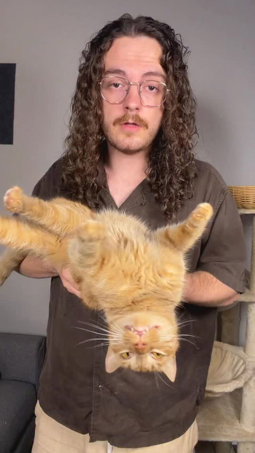 Theres a reason you never hear about guilty cats #catsoftiktok #guiltydog #petlife #orangecatbehavior #catdad