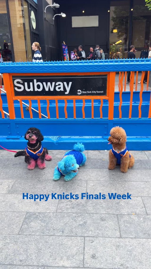 We’re sat. @nyknicks 

[dogs: @king.toi @frostman626 ]

#nyknicks #nbafinals #knicksnation #knickstape #nyknicks4life