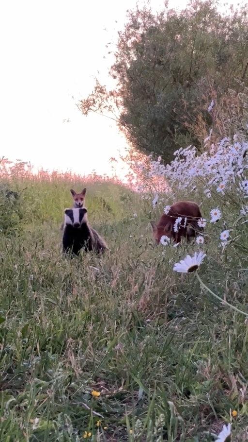 What a STUNNING scene! 🦊🦡

We were sent this footage by Rachel Rodgers in South Lincs, who filmed a family of foxes feeding alongside a badger surrounded by oxeye daisies 😍

What would you like to know about these two wonderful species? @hannahstitfall and @strachan.michaela will be talking all about them on BBC Two, tomorrow night at 8pm! 📺

#Springwatch 🐣🌿