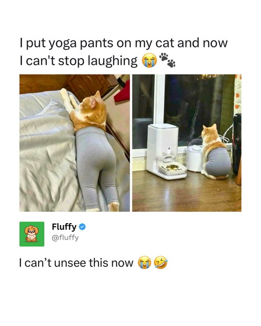 Just can’t unsee this 😭

#fluffy #pets #cats