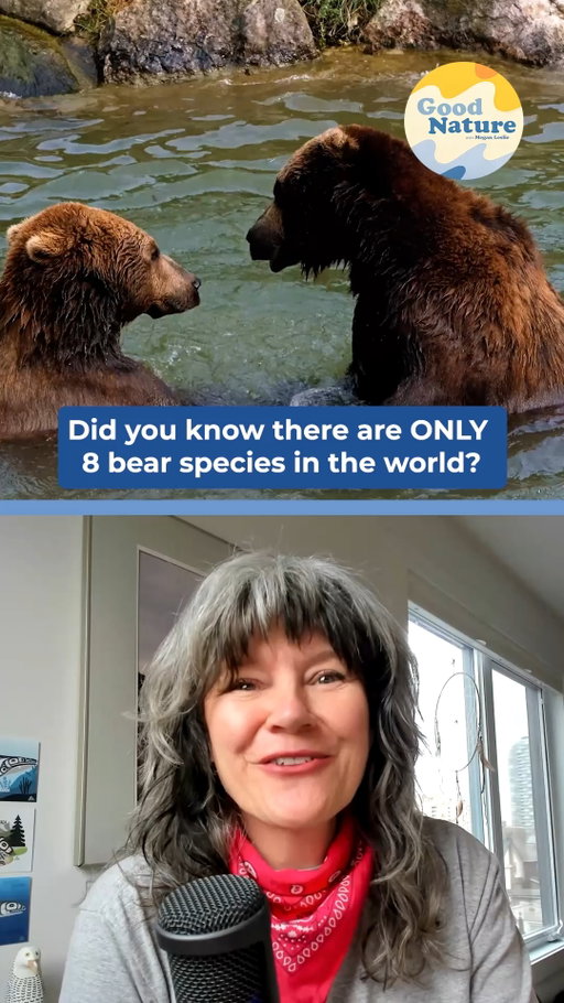🐻 Is it really a bear?

One animal in particular always sparks debate — and even wildlife experts get asked about it.

In this clip from Good Nature, Megan Leslie and author Gloria Dickie dive into the surprisingly short list of the world's bear species.