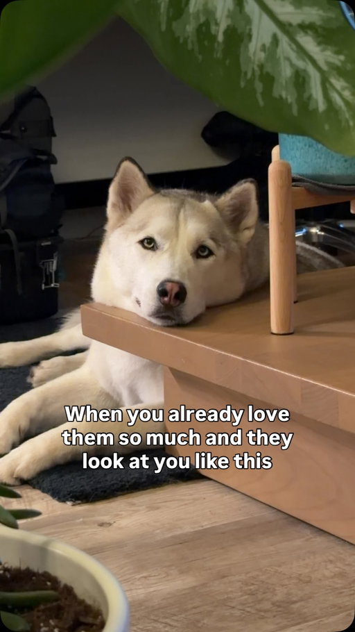 I was just minding my business snd looked over to her peeking 👀 #husky #huskylovers #huskyofinstagram