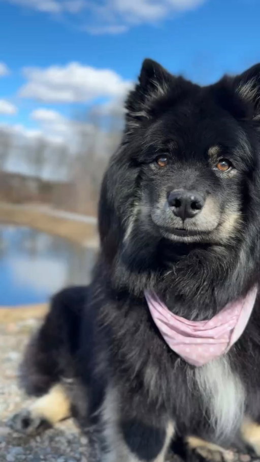 Notre cocotte Abby 🐕🐾nous a quittés subitement. Je suis complètement sous le choc et démolie. Nous vivons un véritable cauchemar. Avoir dû traverser ça à distance est une immense souffrance.

Si tu as un chien, tu sais que ce n’est pas « juste un animal », c’est un membre de la famille. Nous étions toute sa vie. 😭💔🕊️

Bref… voilà. ❤️‍🩹 Vous en parler fait aussi partie de mon deuil, je crois. Je vais assurément lui rendre hommage dans une vidéo, mais je vais aussi essayer de continuer à partager du positif ici. Publier des souvenirs de voyage et tenter de me changer les idées.

Ce n’est pas parce que je ne vous montre pas tout que tout va bien. Il y aura des journées plus difficiles que d’autres, mais je vais choisir de partager principalement le positif ici.

Merci pour votre compréhension, votre douceur et votre soutien. ❤️‍🩹