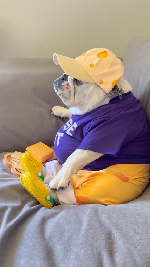 She knows how to work a block...of cheese that is...🧀😂.
.
#eggnogthebulldog #ilovecheese #nationalcheeseday #cheeseplease #saycheese